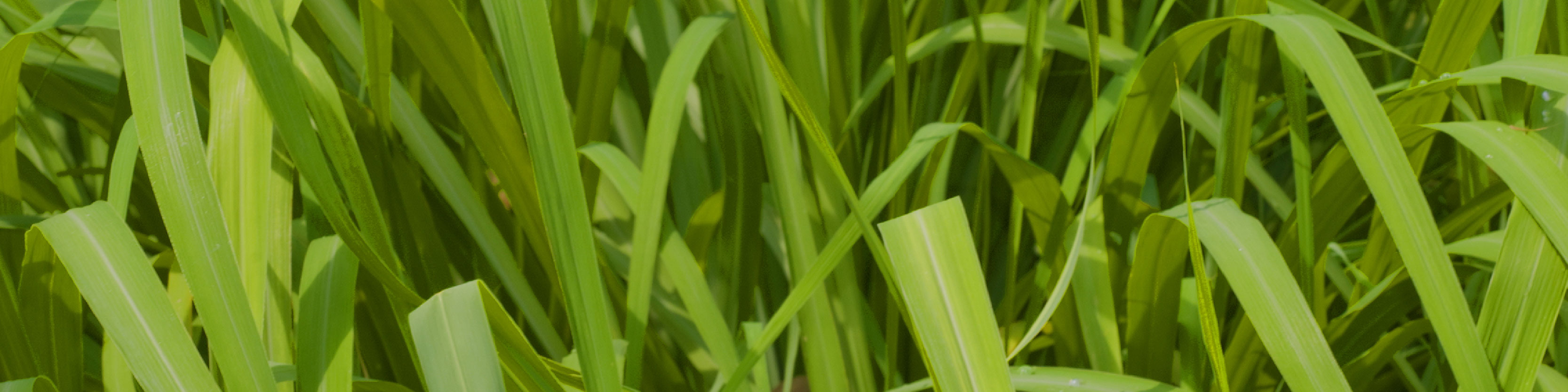 TerraShield Oil | doTERRA Essential Oils